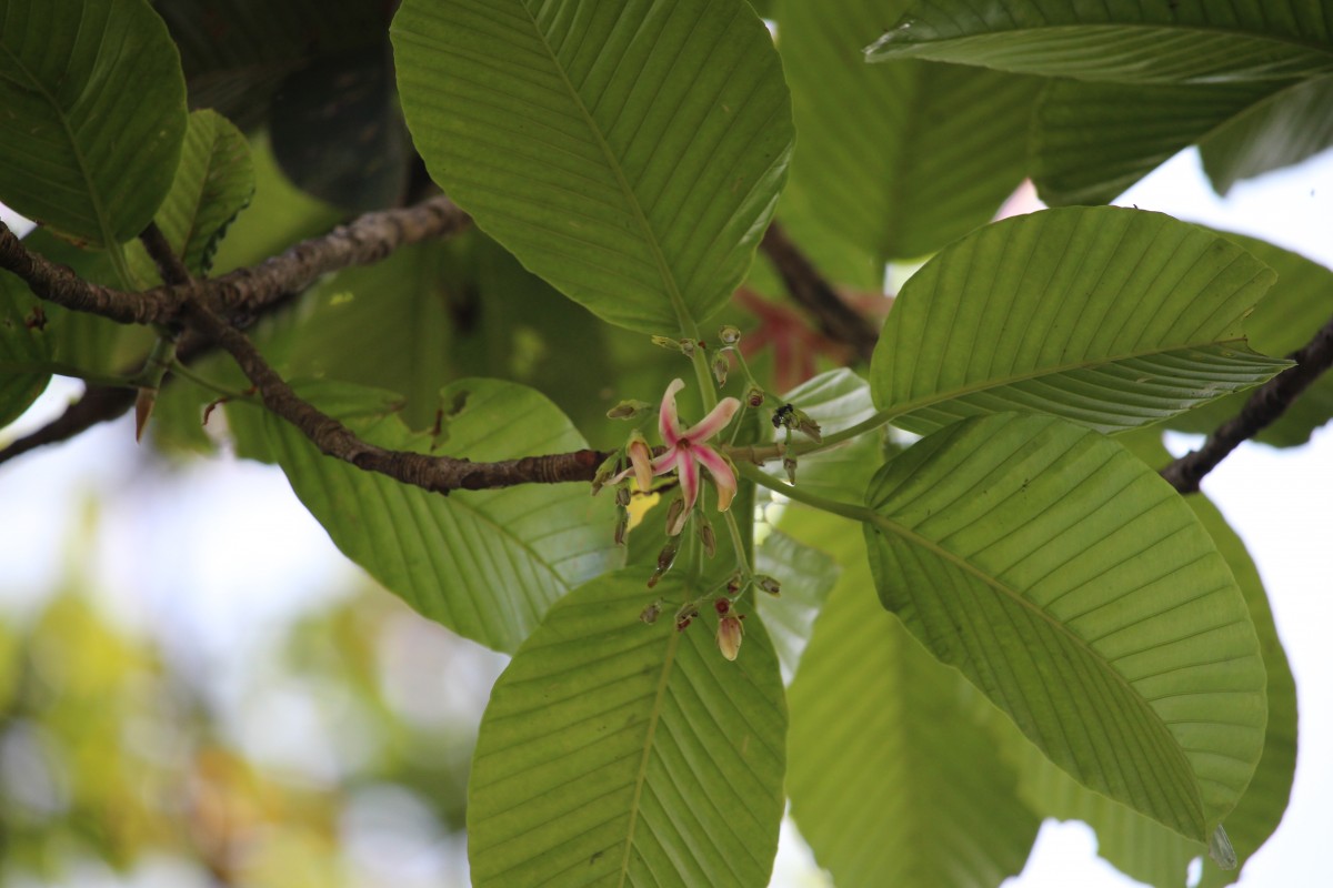 Dipterocarpus zeylanicus Thwaites